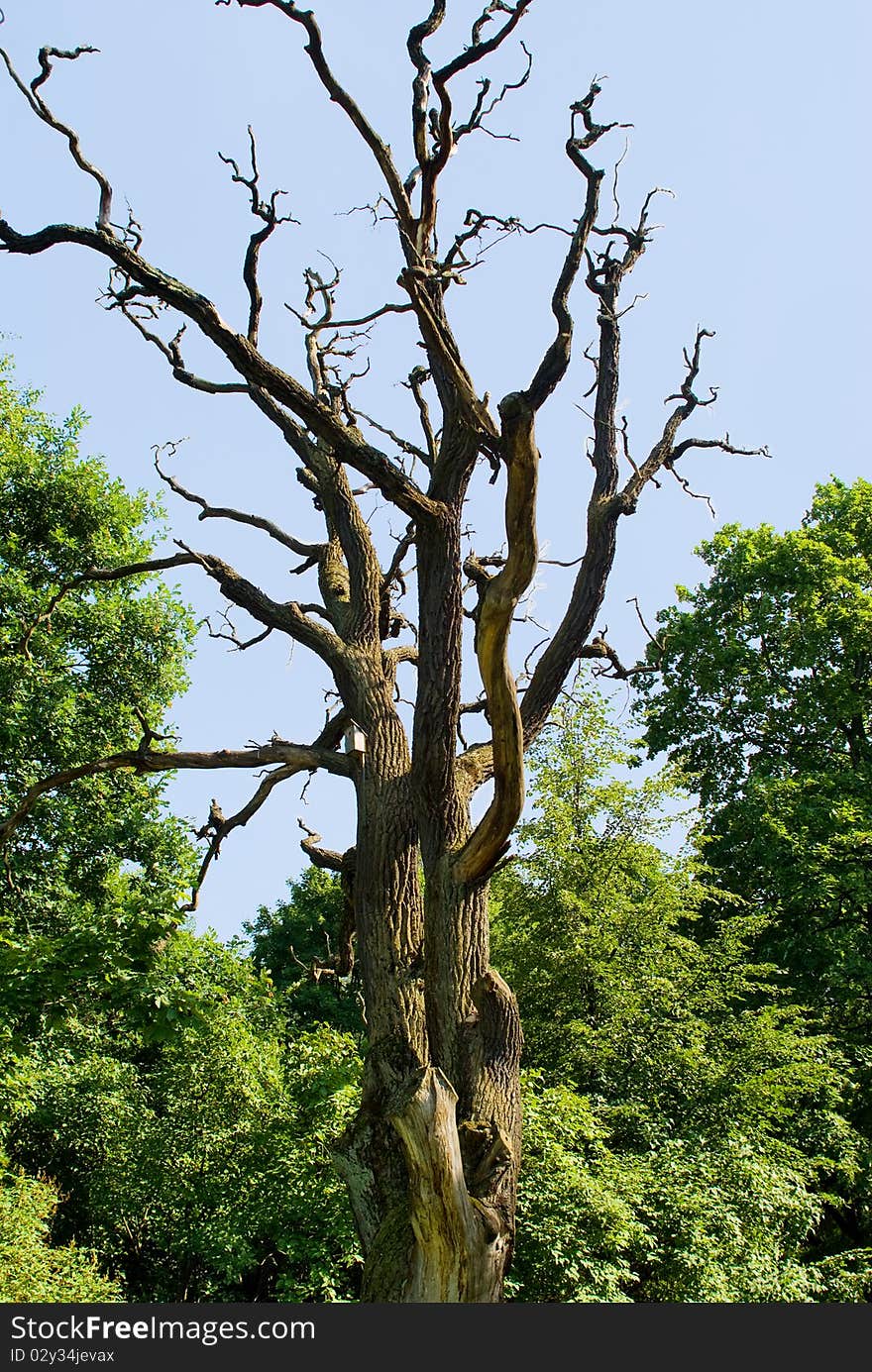 Dead tree against green wood and the blue sky