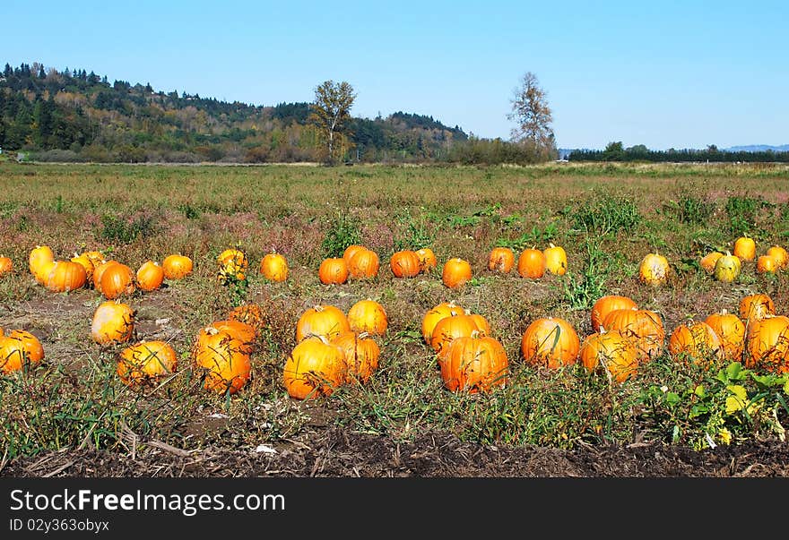 Pumpkin Field