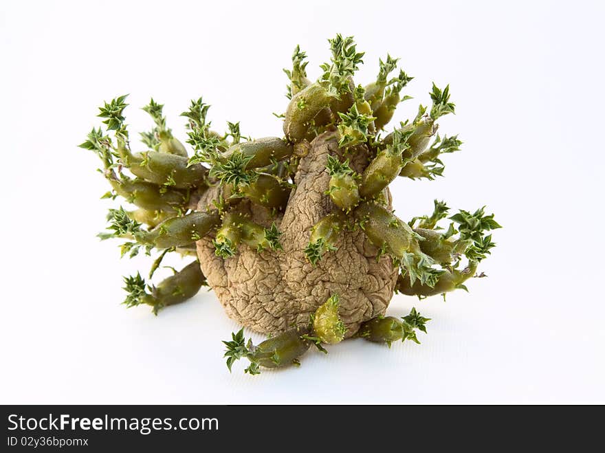 Sprouted Potato On A White Background