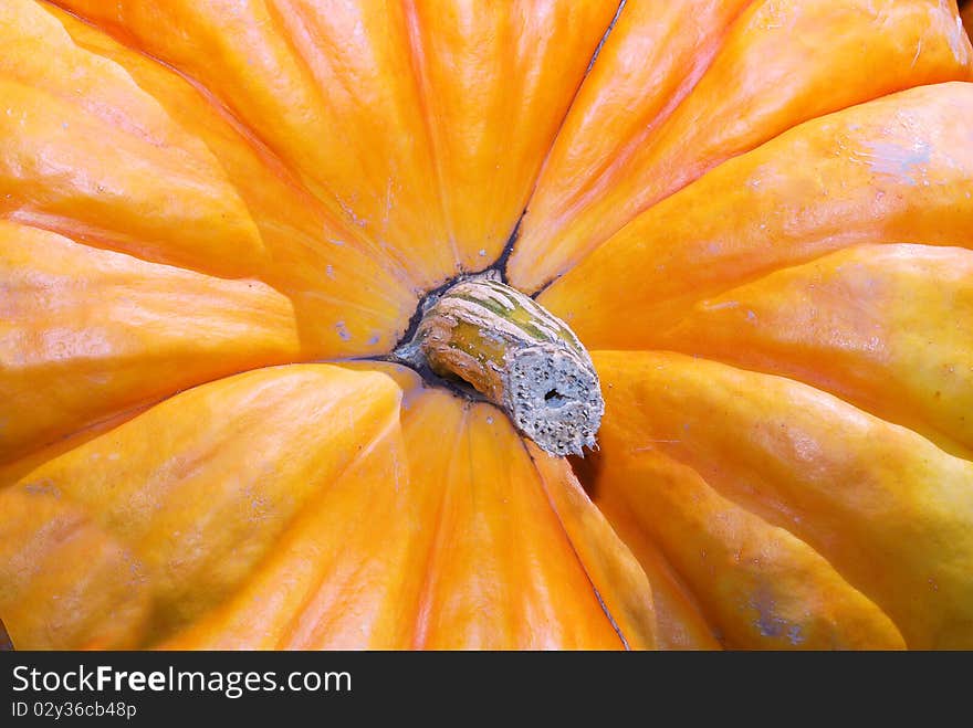 The  Stem And Top Of A Pumpkin