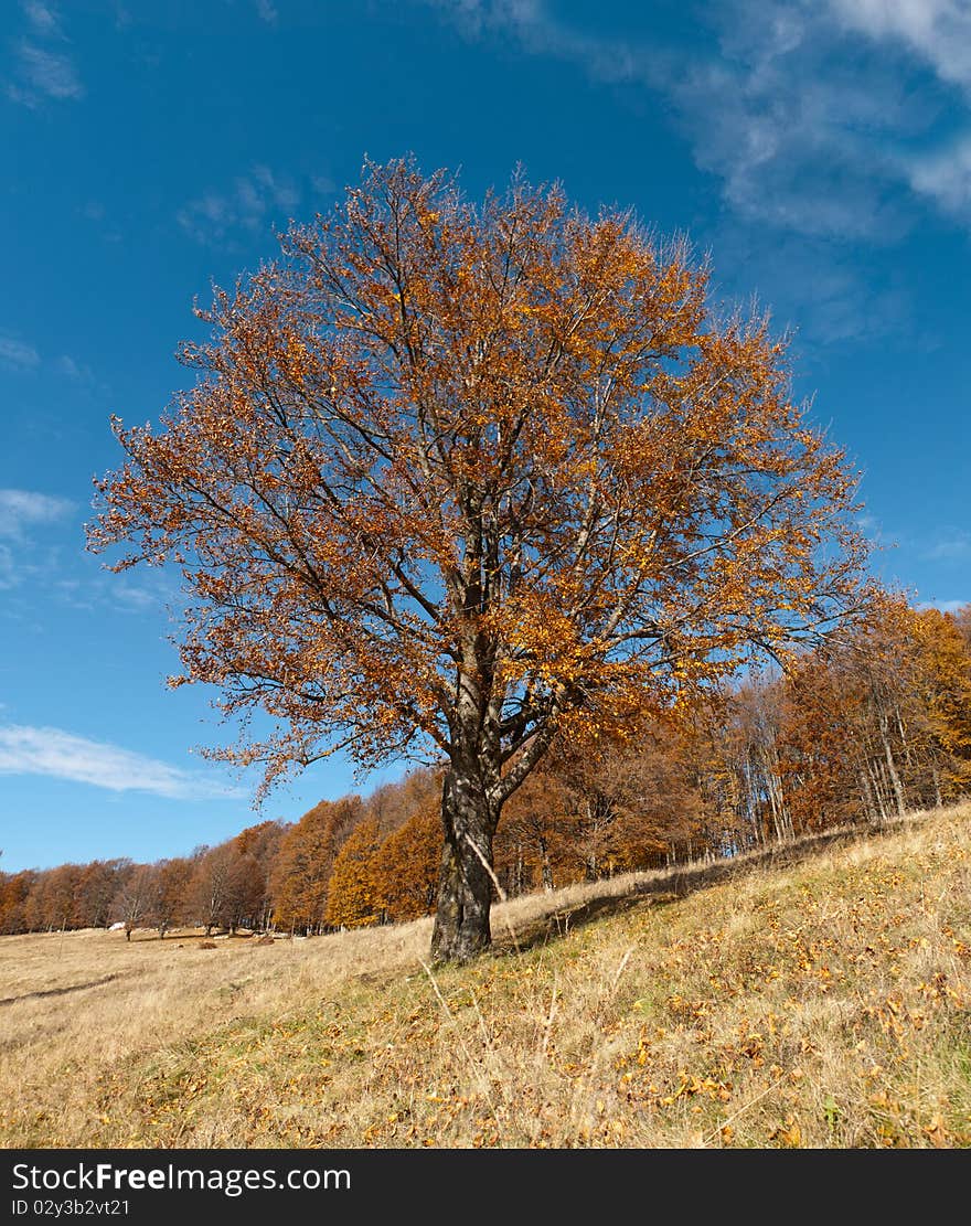 The road from Bixad town (Romania) to saint Ana lake. izolated tree from the forest. The road from Bixad town (Romania) to saint Ana lake. izolated tree from the forest.