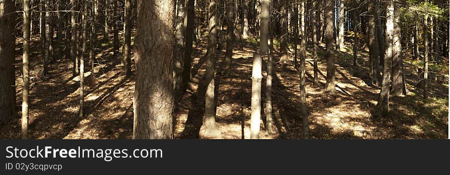 Forest at saint Ana lake on a sunny autumn day. Forest at saint Ana lake on a sunny autumn day.