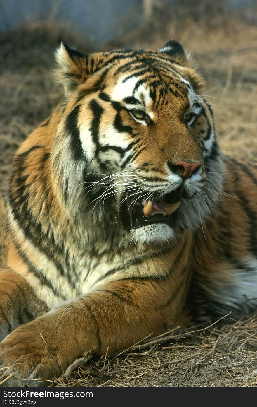 Asian beautiful tiger