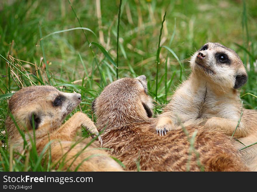 Bunch of meerkats relaxing in the sun