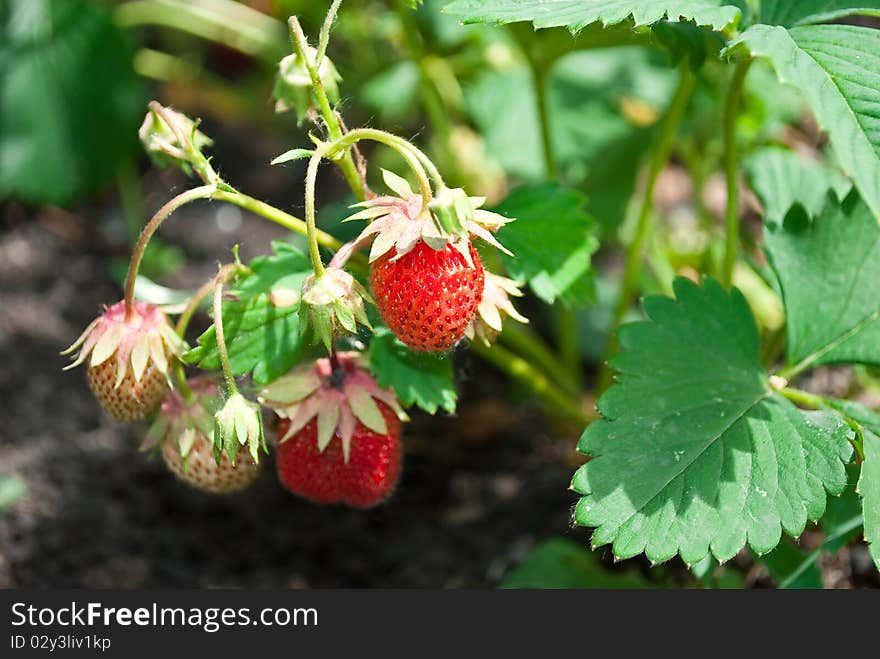 Summer time strawberry in the forest