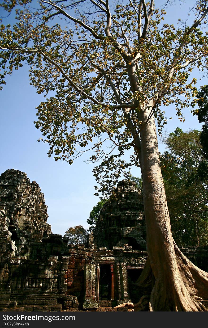 Ta Prohm temple,Angkor