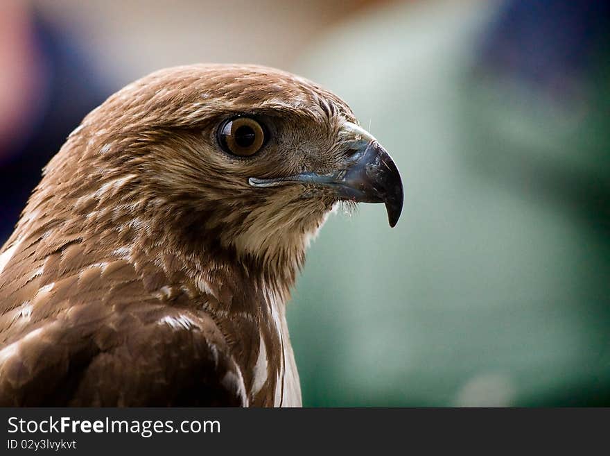 A close up of a Red Tailed Hawk.