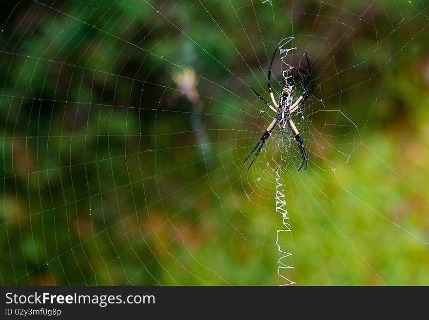 Black and Yellow Garden Spider on web in a green garden. Black and Yellow Garden Spider on web in a green garden