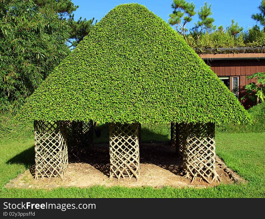 Structure made of wood with a roof of bright green leaves. Structure made of wood with a roof of bright green leaves.