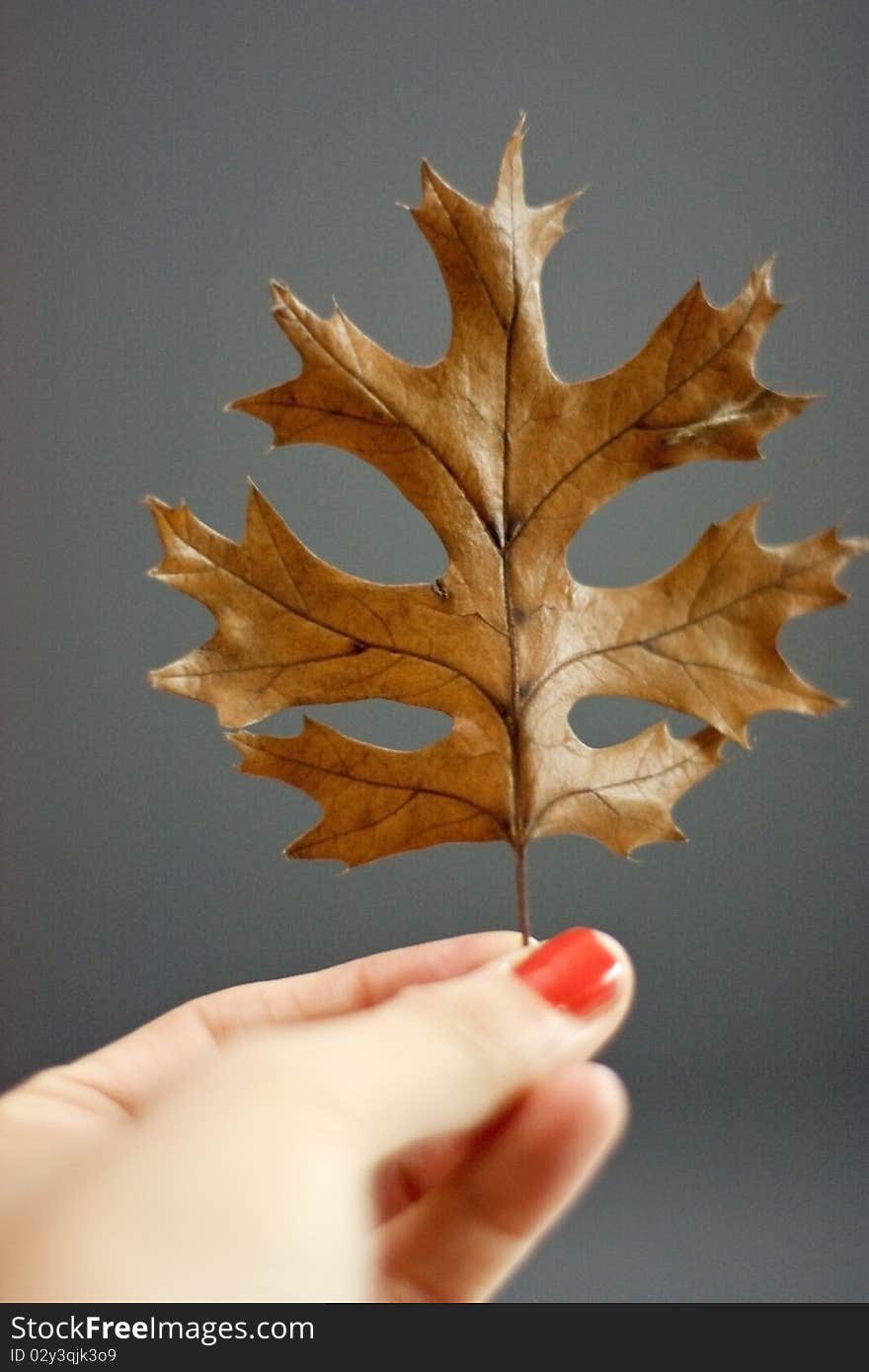 A Hand Holding A Leaf