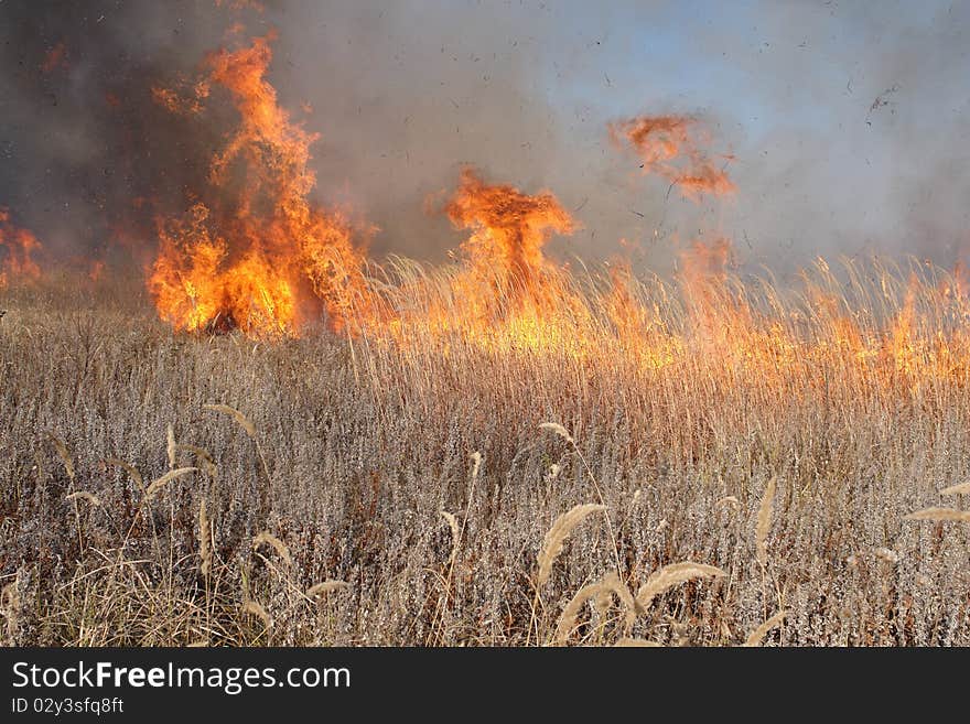 Grass fire