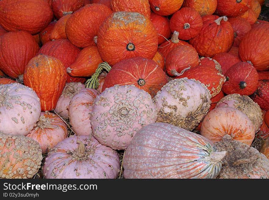 A Bunch of Multi Colored Gourds and Pumpkins. A Bunch of Multi Colored Gourds and Pumpkins