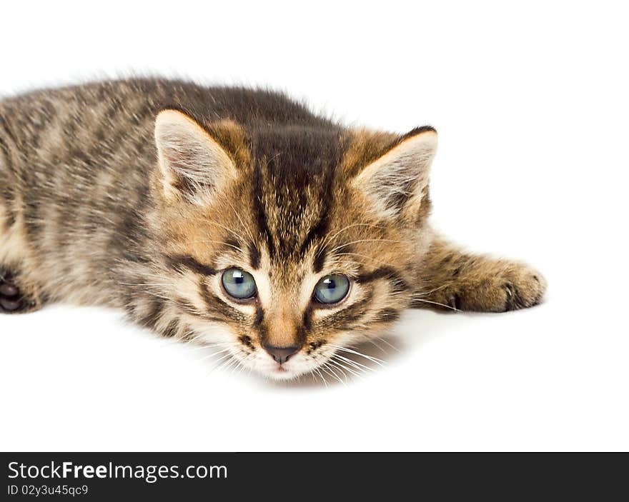 Funny kitten isolate in white background