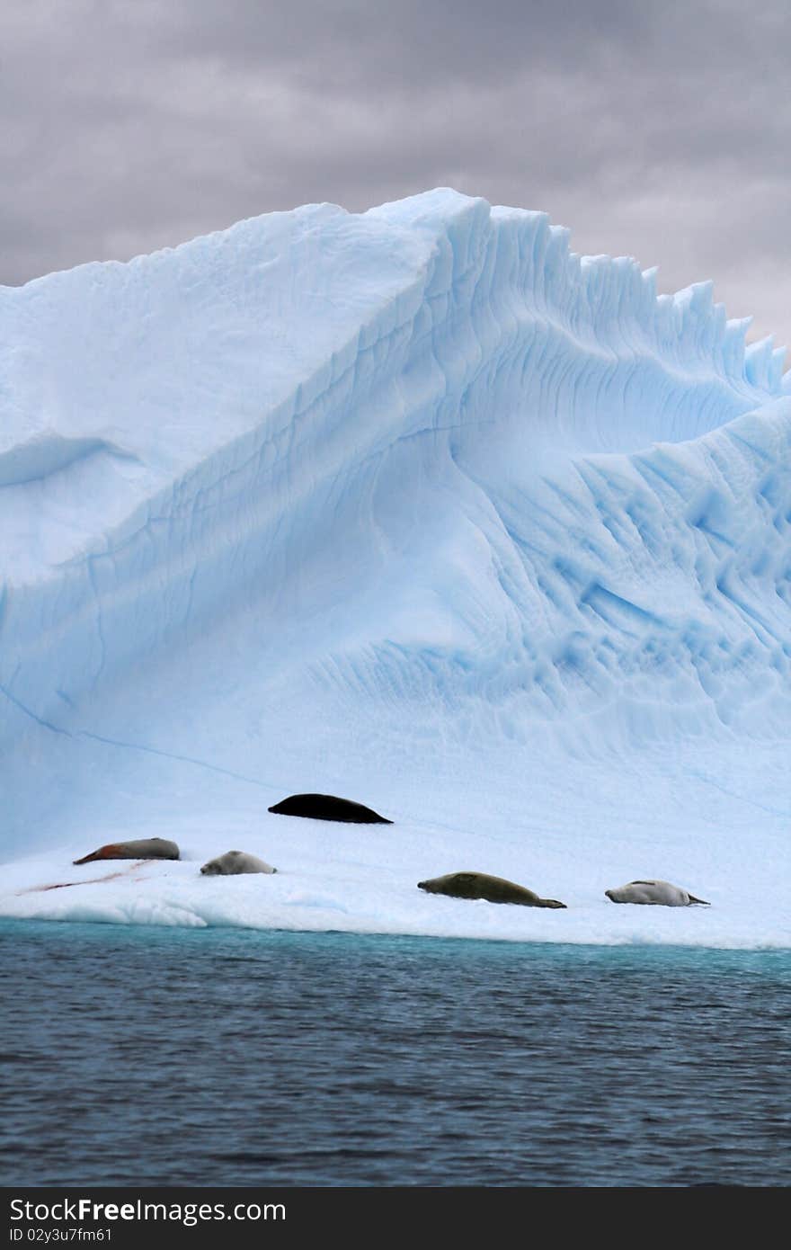 Antarctica Glacier under blue sky with Seal