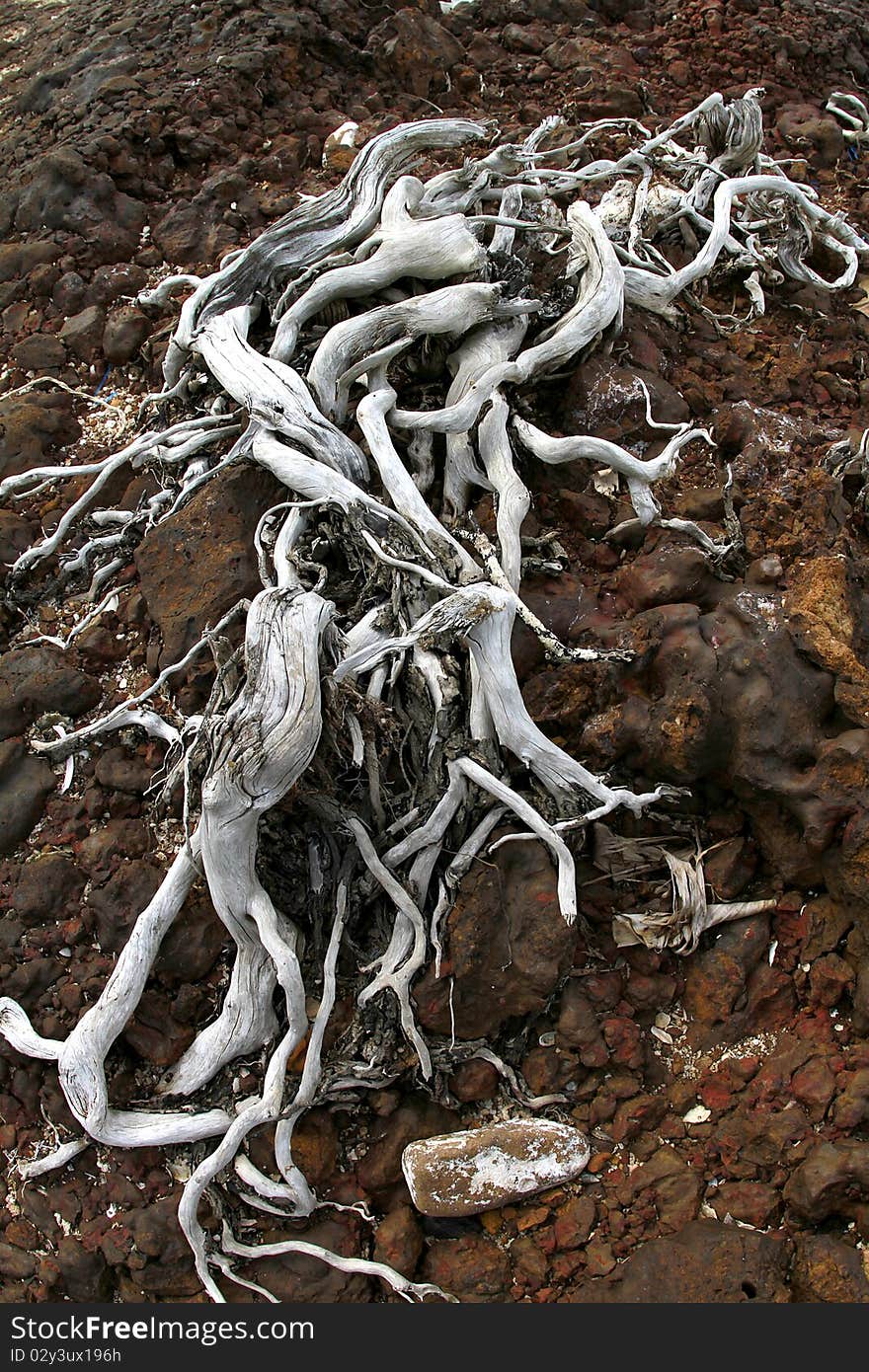 Tree Roots.