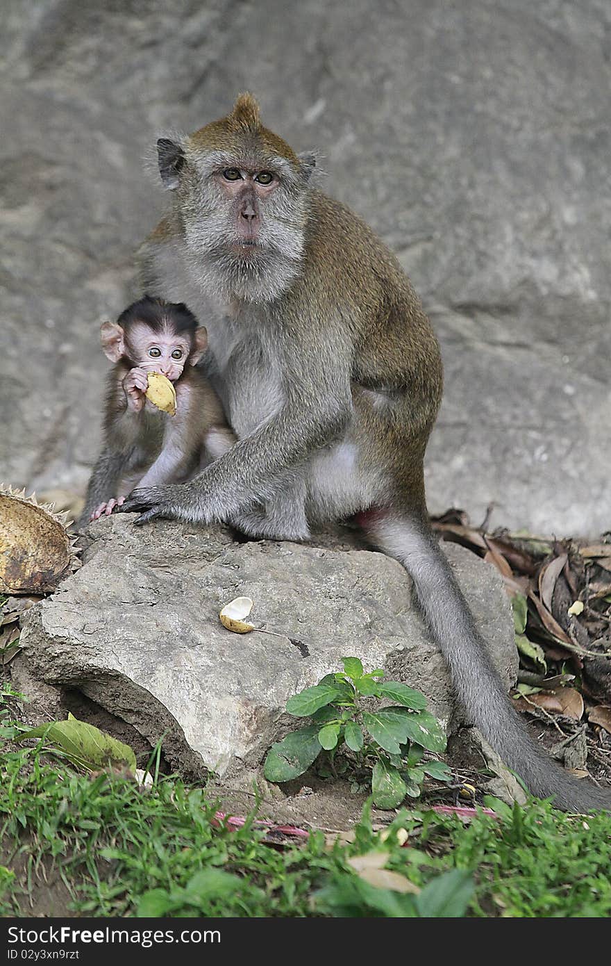 Monkey Forest in the south of Thailand that is similar to misbehave