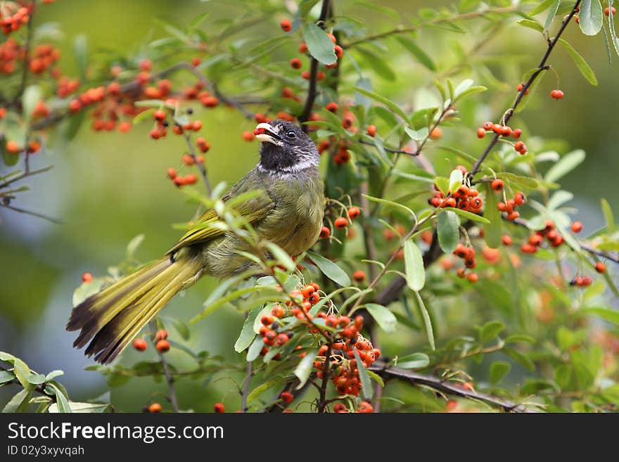 Kingdom: Animalia, Phylum: Chordata, Class: Aves, Order: Passeriformes, Family: Pycnonotidae, Genus: Spizixos, Species: S. semitorques. Distributed in Taiwan, Vietnam and mainland China, Gansu, Sichuan, Yunnan, Shaanxi, East arrived in Henan, south of the Yangtze in southern China and mainland, and more inhabit the plains and mountain woods. This is in Jinhua City, Zhejiang, China captured. Kingdom: Animalia, Phylum: Chordata, Class: Aves, Order: Passeriformes, Family: Pycnonotidae, Genus: Spizixos, Species: S. semitorques. Distributed in Taiwan, Vietnam and mainland China, Gansu, Sichuan, Yunnan, Shaanxi, East arrived in Henan, south of the Yangtze in southern China and mainland, and more inhabit the plains and mountain woods. This is in Jinhua City, Zhejiang, China captured.