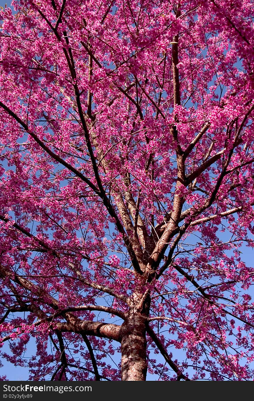 Tree crown a tiger as a species tree with cherry blossoms.