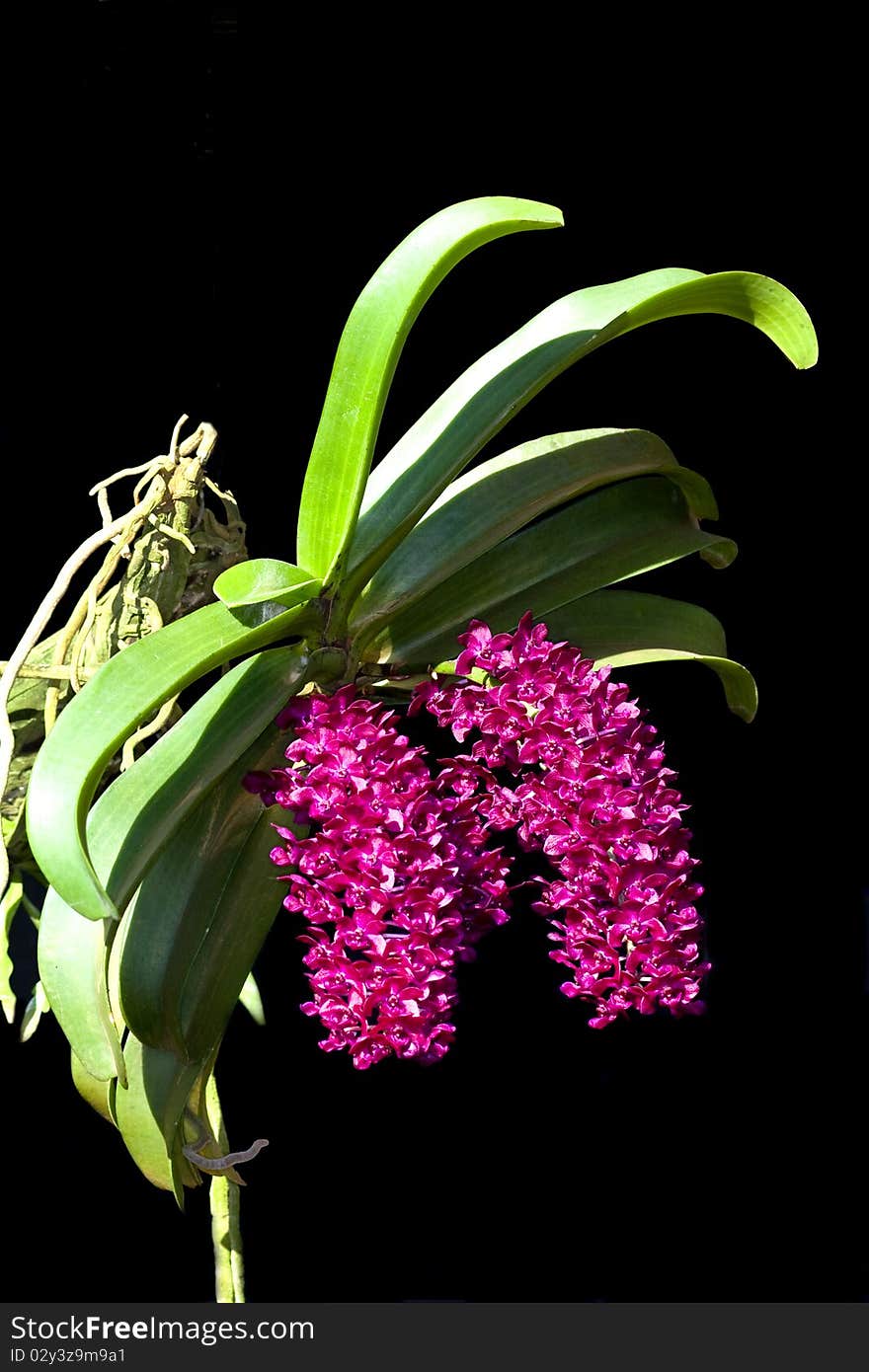 Wild orchid flower bouquet with flowers and leaf shapes that look strange.