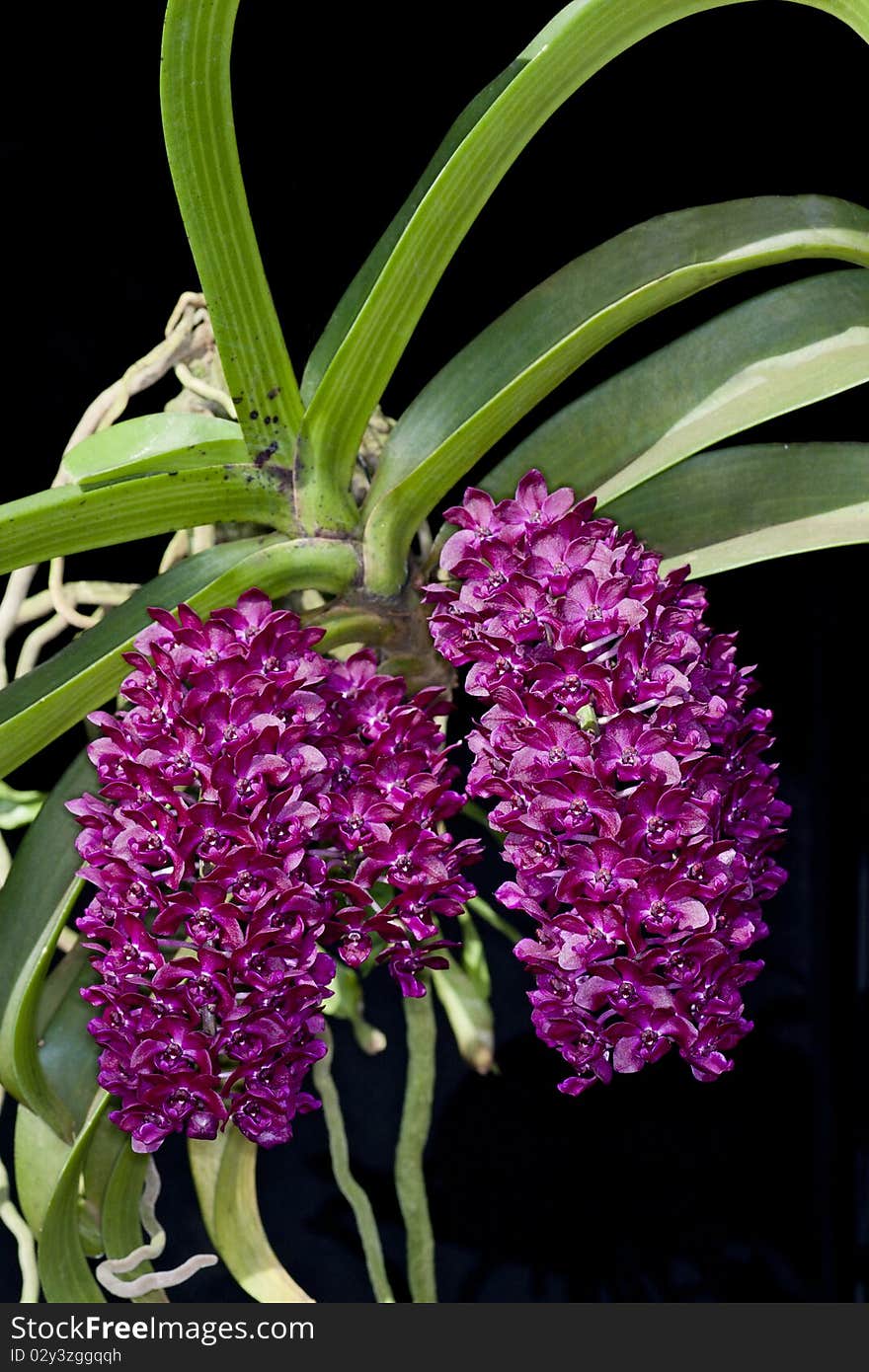 Wild orchid flower bouquet with flowers and leaf shapes that look strange.