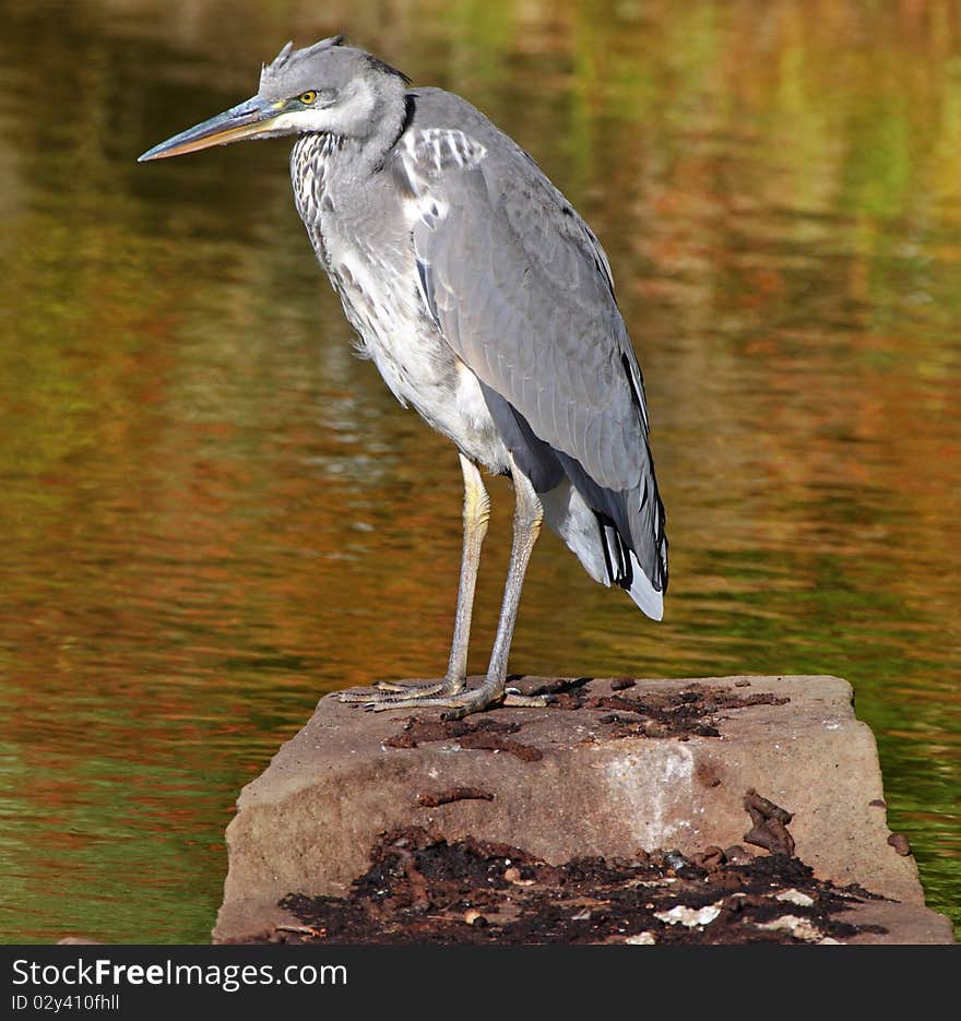 A young Grey Heron perched on a Lake side rock; (Ardea Cinerea). A young Grey Heron perched on a Lake side rock; (Ardea Cinerea)