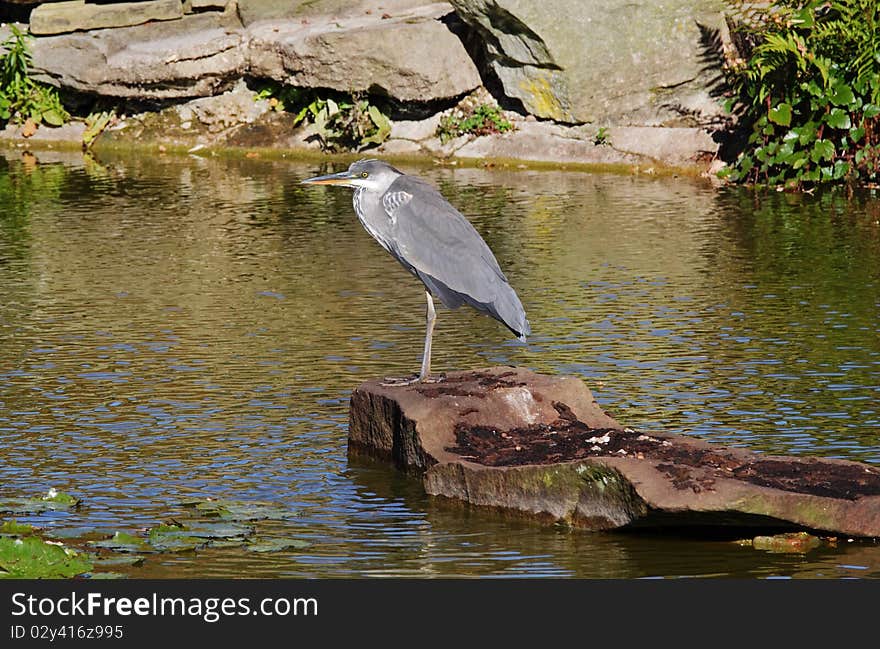 A young Grey Heron perched on a Lake side rock; (Ardea Cinerea). A young Grey Heron perched on a Lake side rock; (Ardea Cinerea)