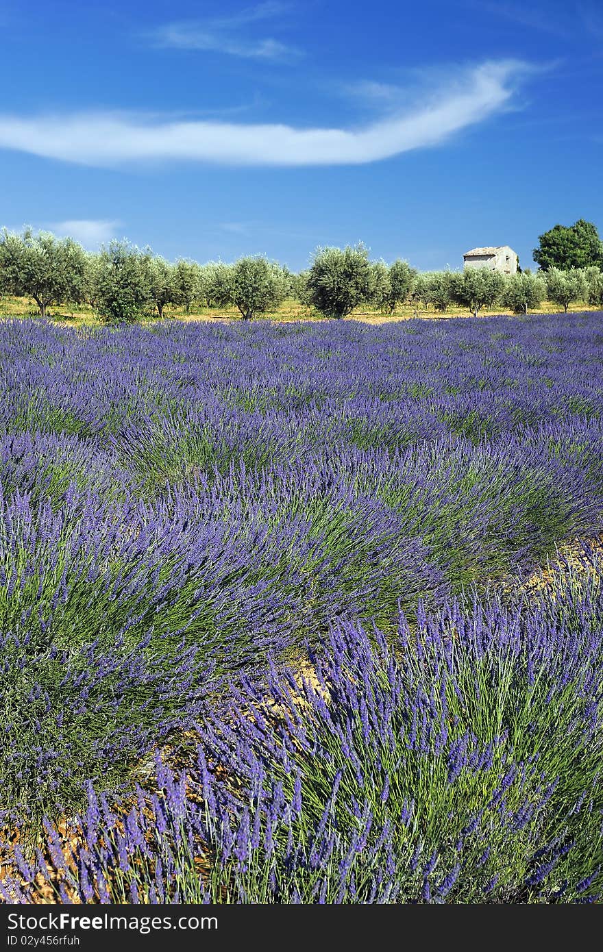 French Lavender field and cloud