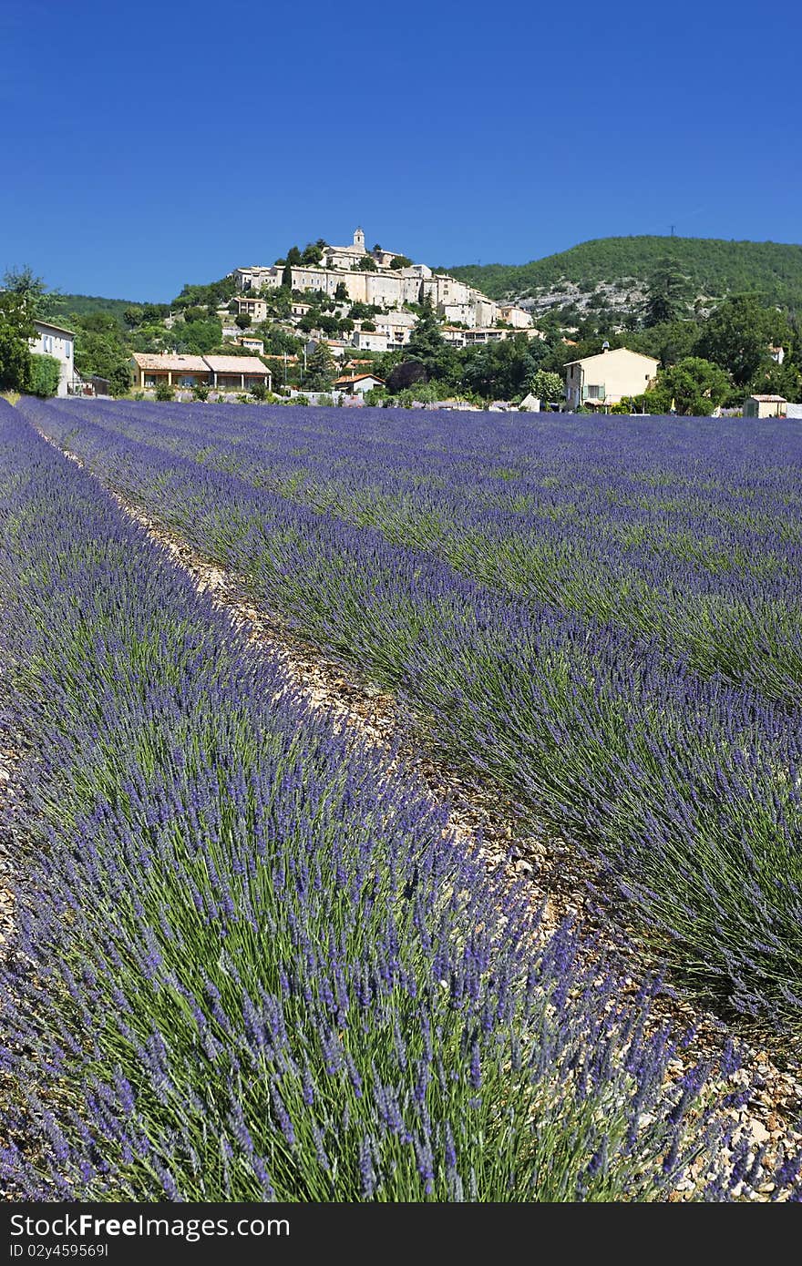 Lavender Village