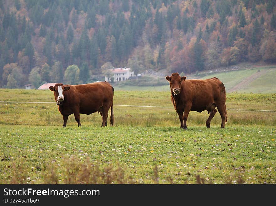 Two cows brown and trees