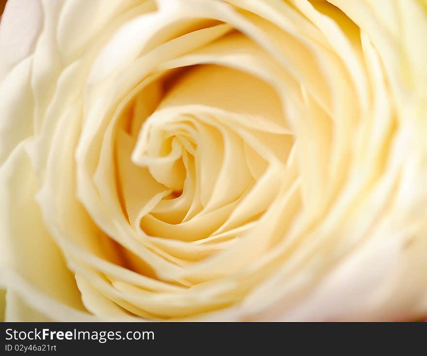 Close up beutiful white rose