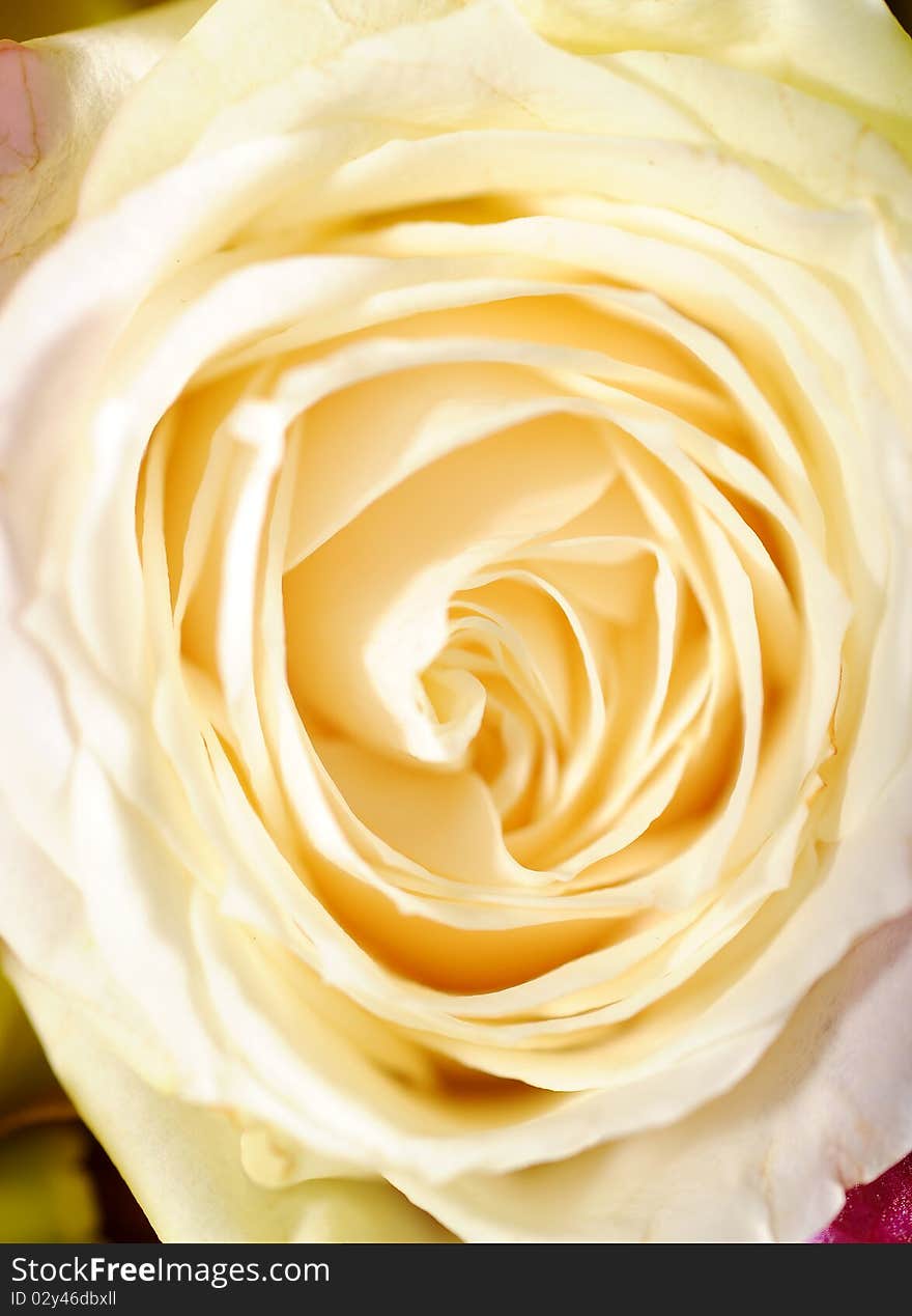 Close up white rose in studio