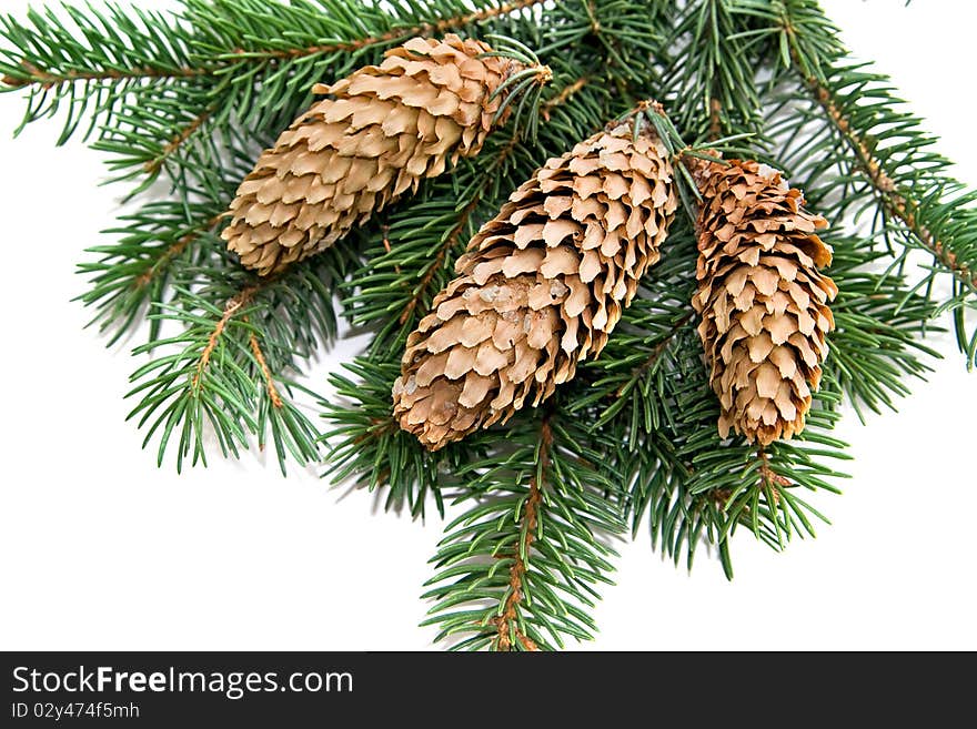 Pine cones and green needles. Pine cones and green needles