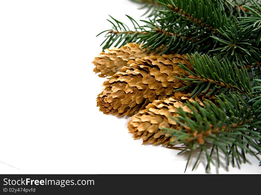 Pine cones and needles isolated. Pine cones and needles isolated