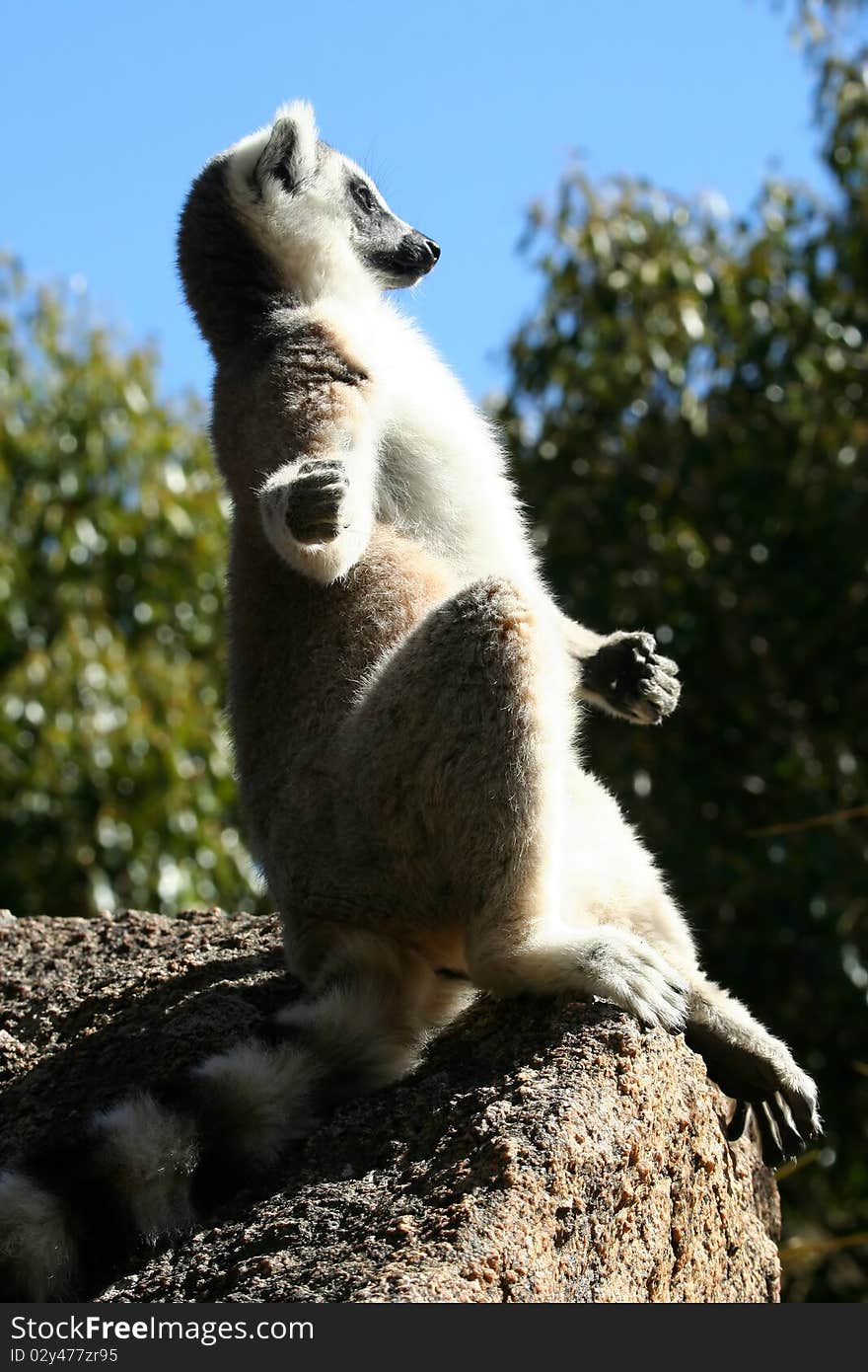 Ring-tailed lemur catching sun on the rock. Ring-tailed lemur catching sun on the rock