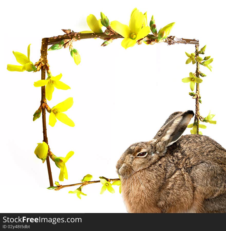 Hare and spring frame with spring buds. Hare and spring frame with spring buds