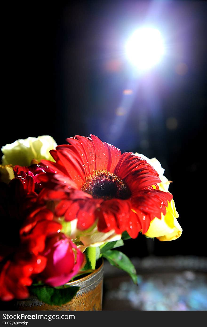 Beautiful flower in the studio. Beautiful flower in the studio