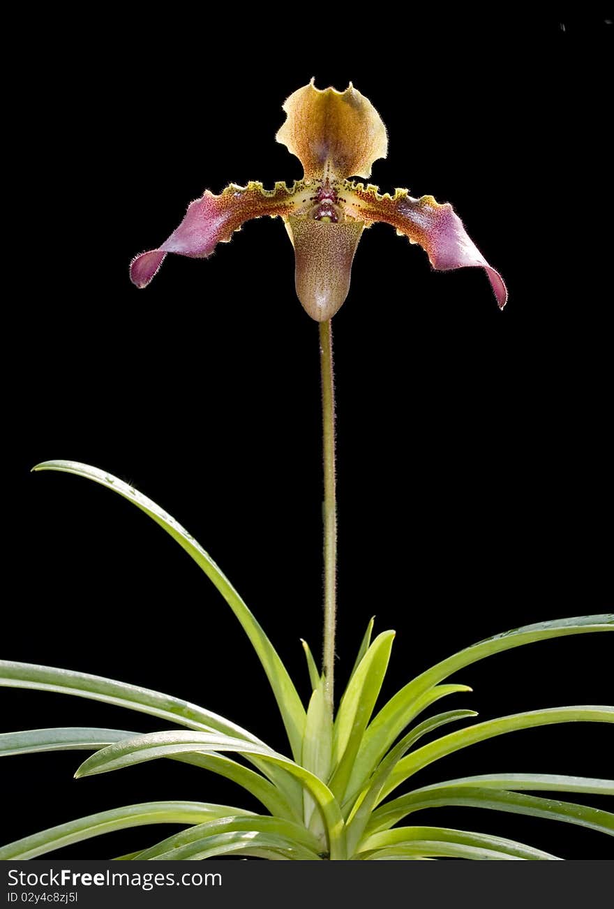 Wild orchid flower bouquet with flowers and leaf shapes that look strange.