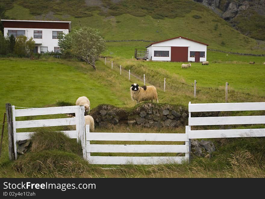 Sheep farm in icelandic highlands