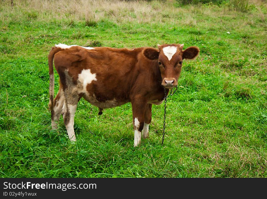 The Calf, brown-white colour, grazes on glade, in hot, year day