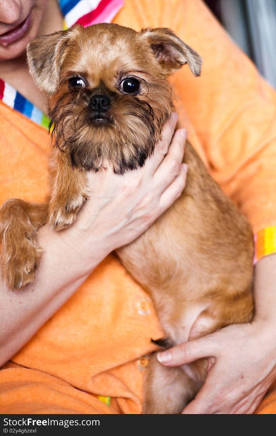 Smooth haired Brussels Griffon puppy. Smooth haired Brussels Griffon puppy