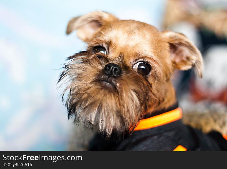 Smooth haired Brussels Griffon puppy. Smooth haired Brussels Griffon puppy