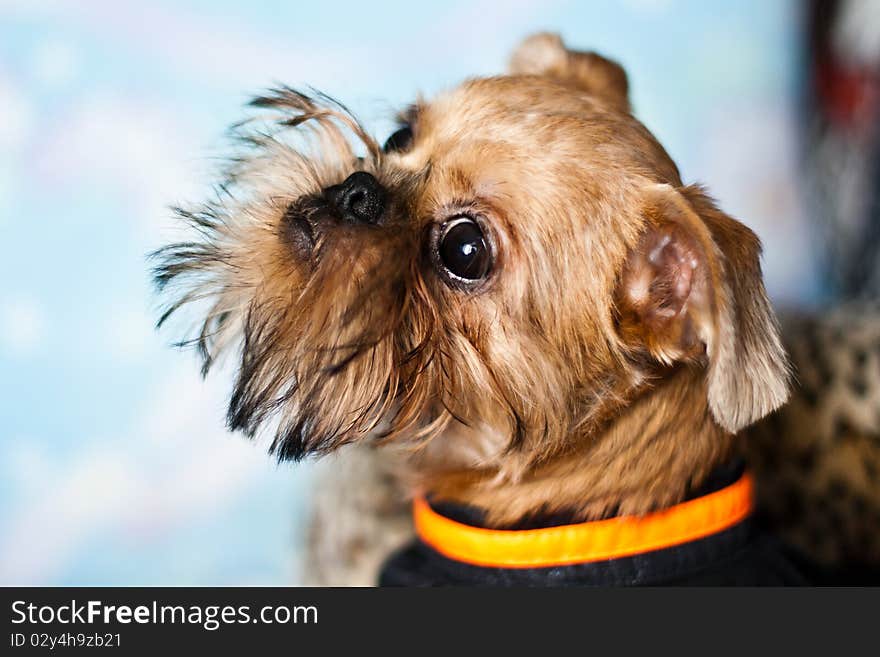 Smooth haired Brussels Griffon puppy. Smooth haired Brussels Griffon puppy