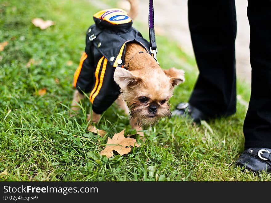 Smooth haired Brussels Griffon puppy is walking in park on the grass. Smooth haired Brussels Griffon puppy is walking in park on the grass