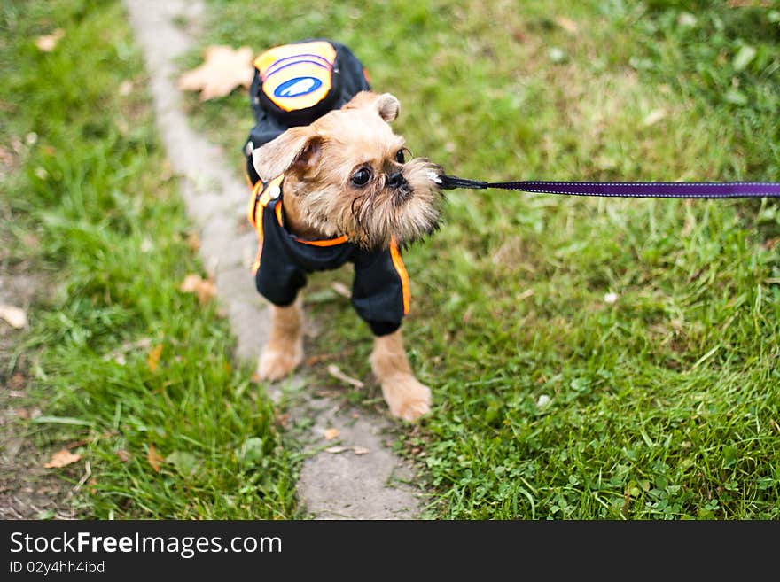 Griffon Bruxellois is walking in park