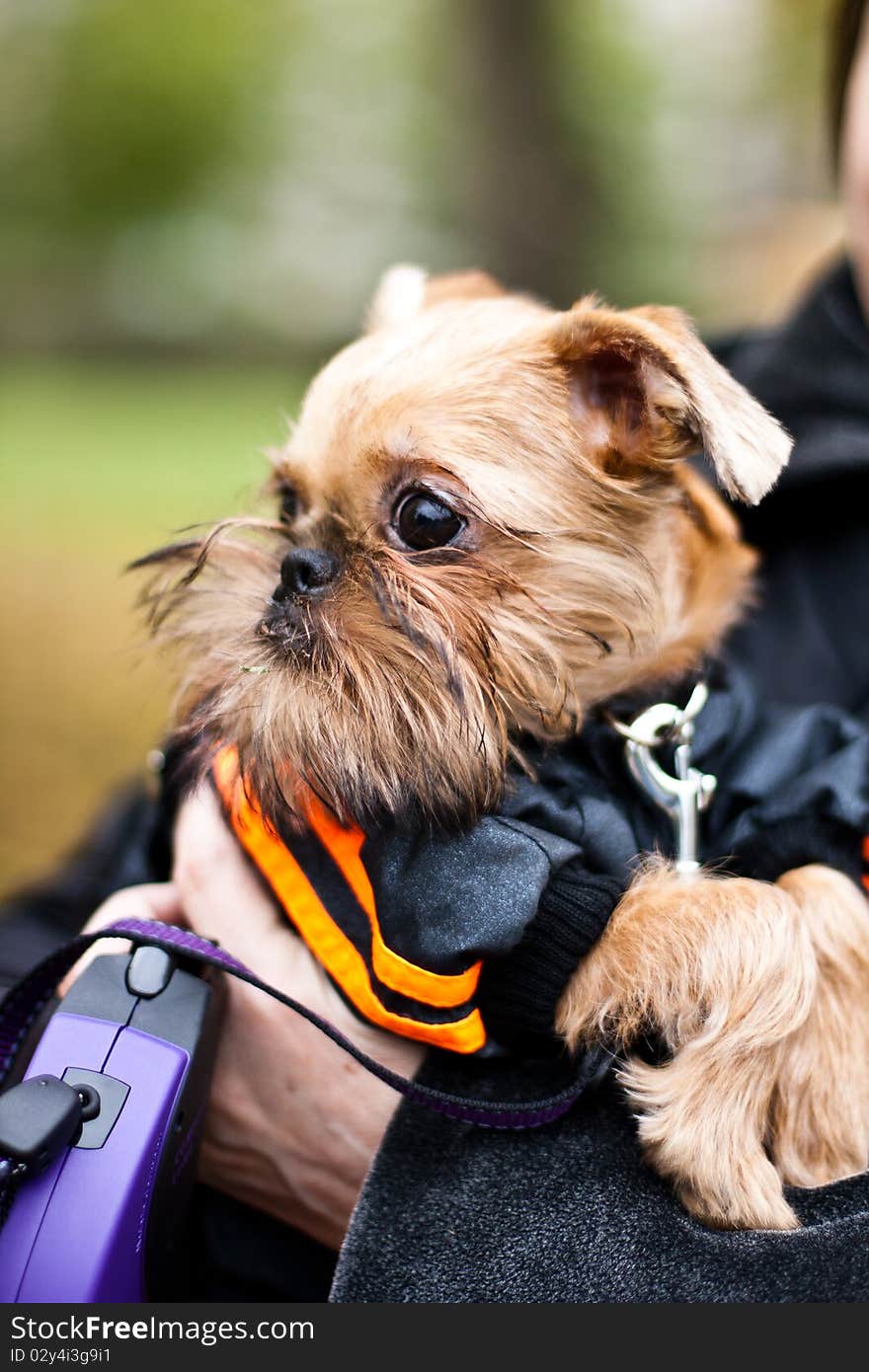 Smooth haired Brussels Griffon puppy. Smooth haired Brussels Griffon puppy