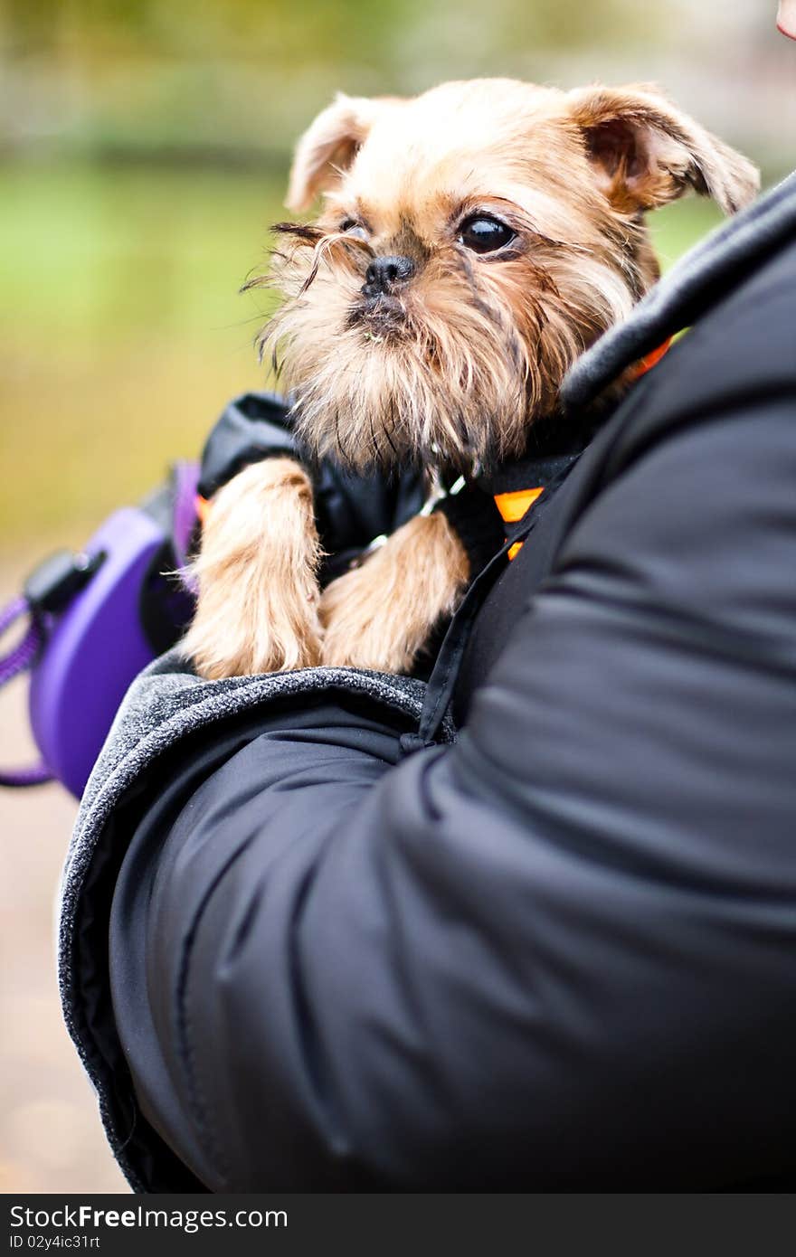 Smooth haired Brussels Griffon puppy. Smooth haired Brussels Griffon puppy