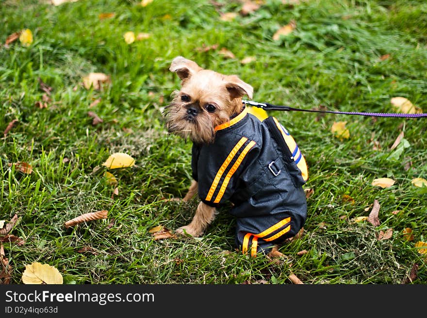 Griffon Bruxellois Is Walking In Park