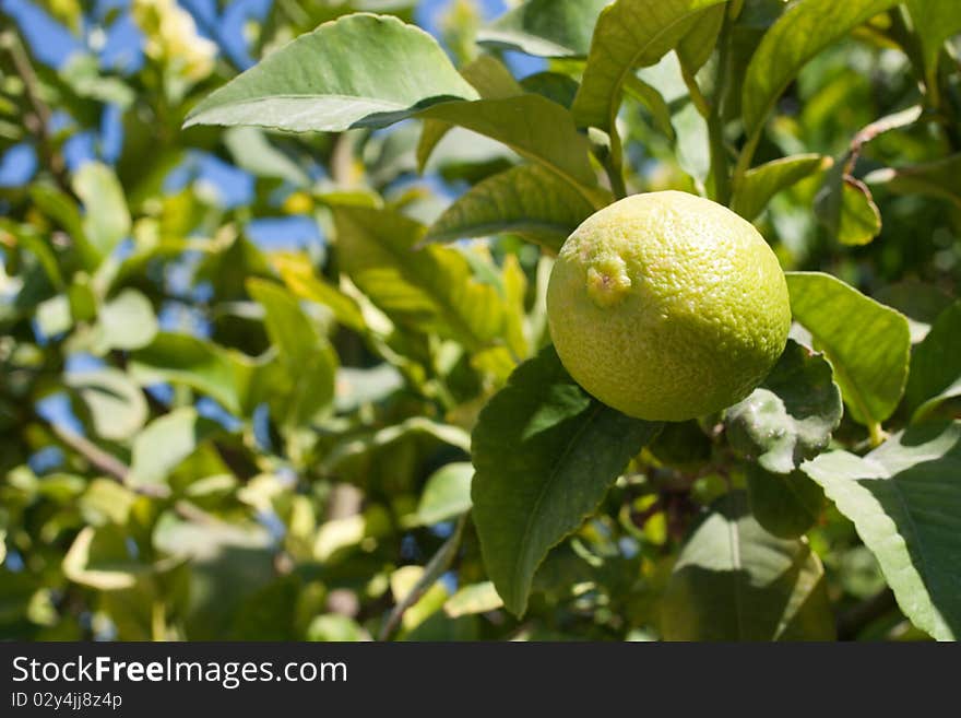 Lemon on a branch against the blue sky