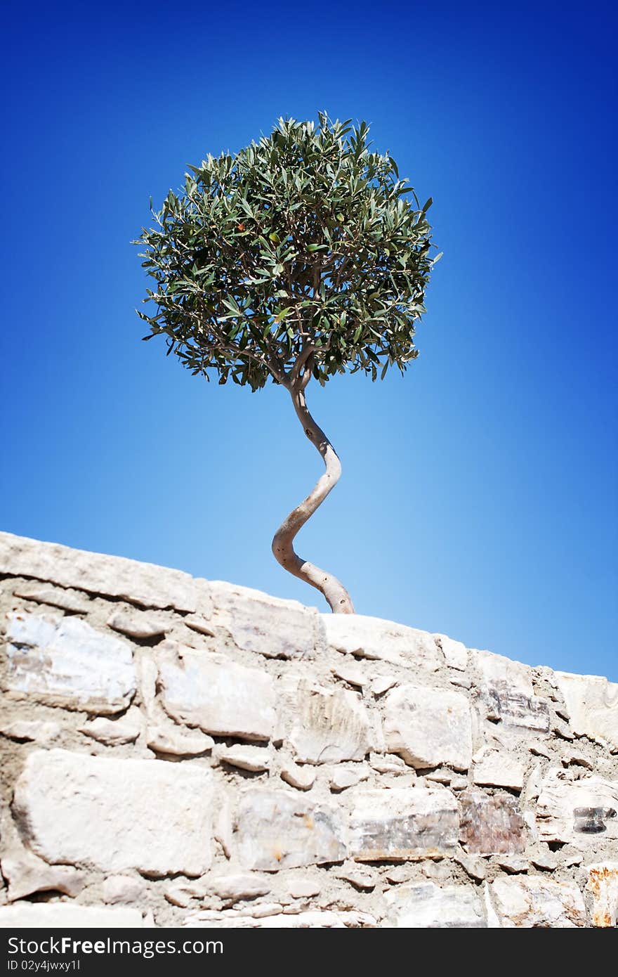 Olive Tree