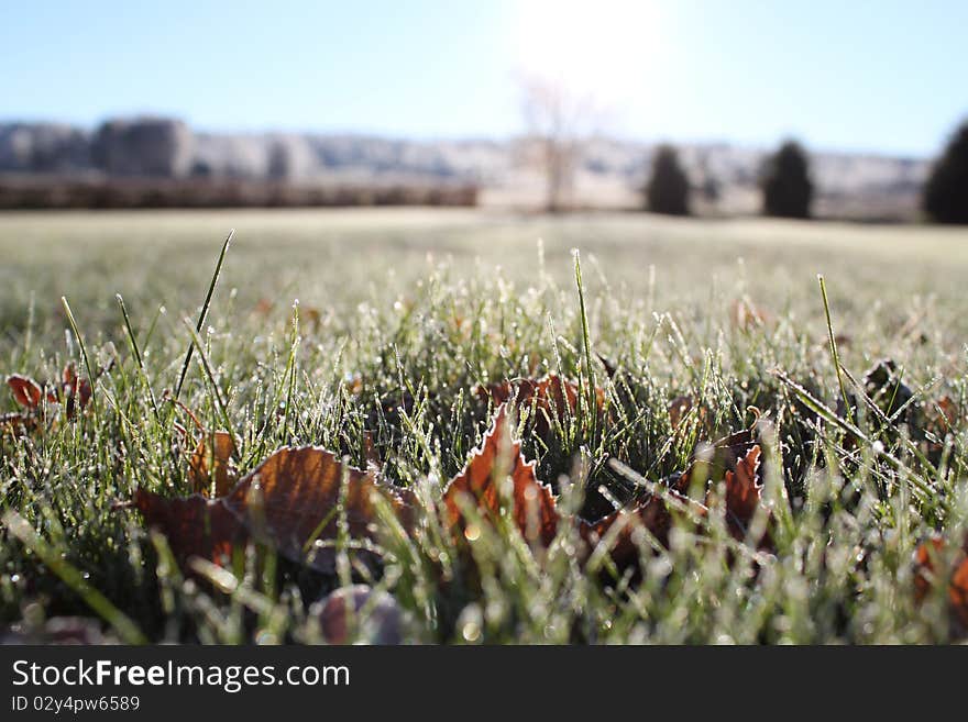 Frosty grass and leaves in spring time